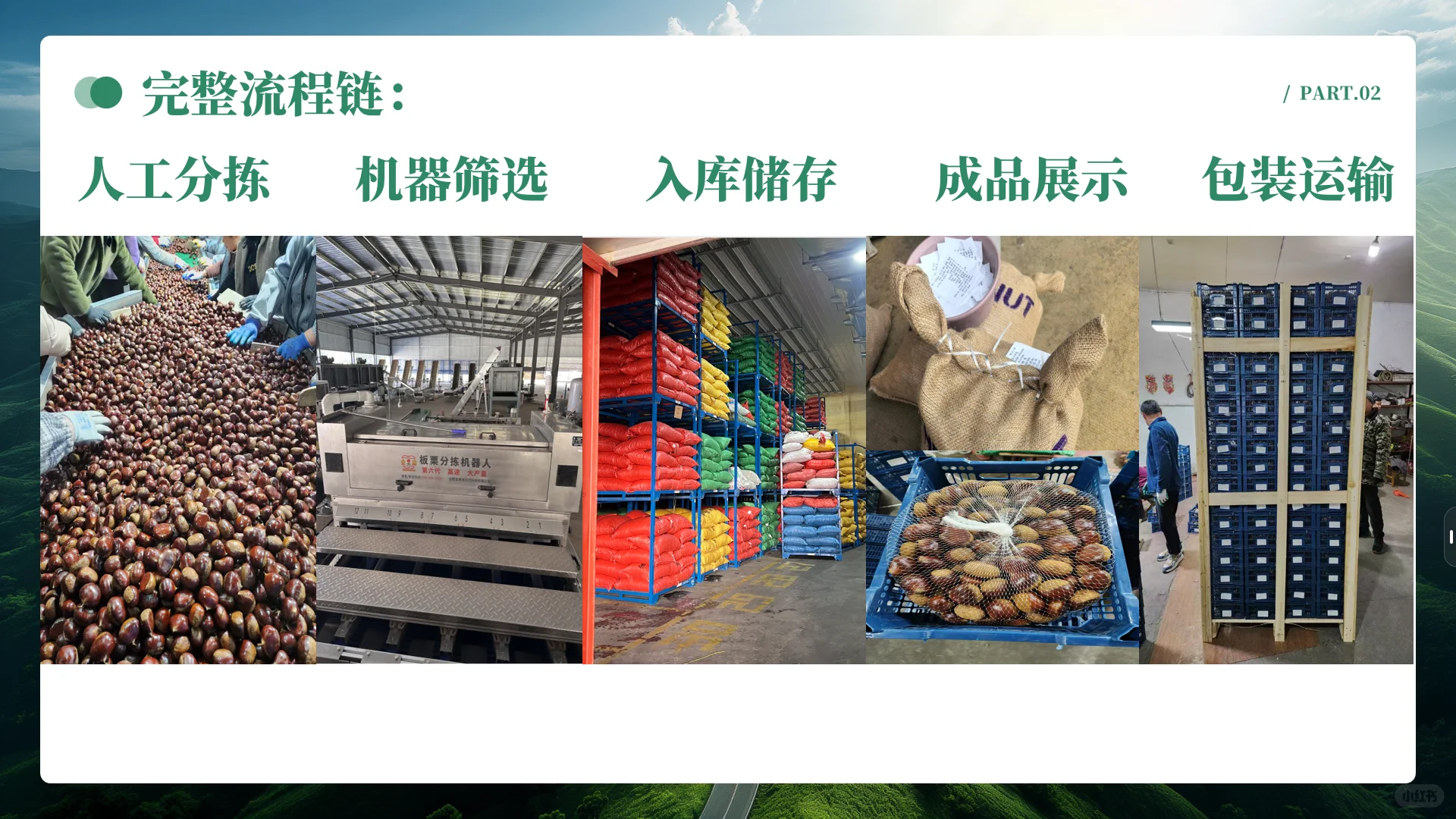 中国板栗工厂、板栗外贸企业