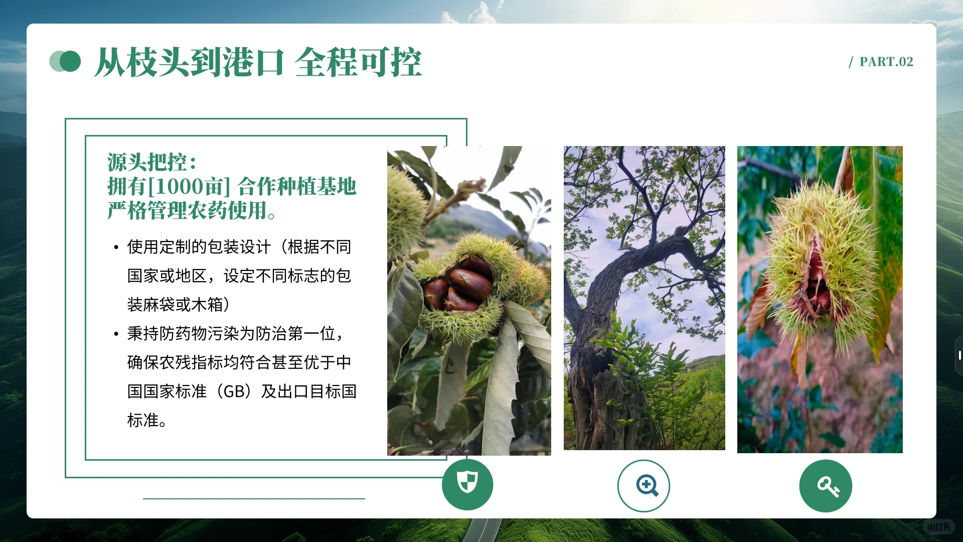 中国板栗工厂、板栗外贸企业