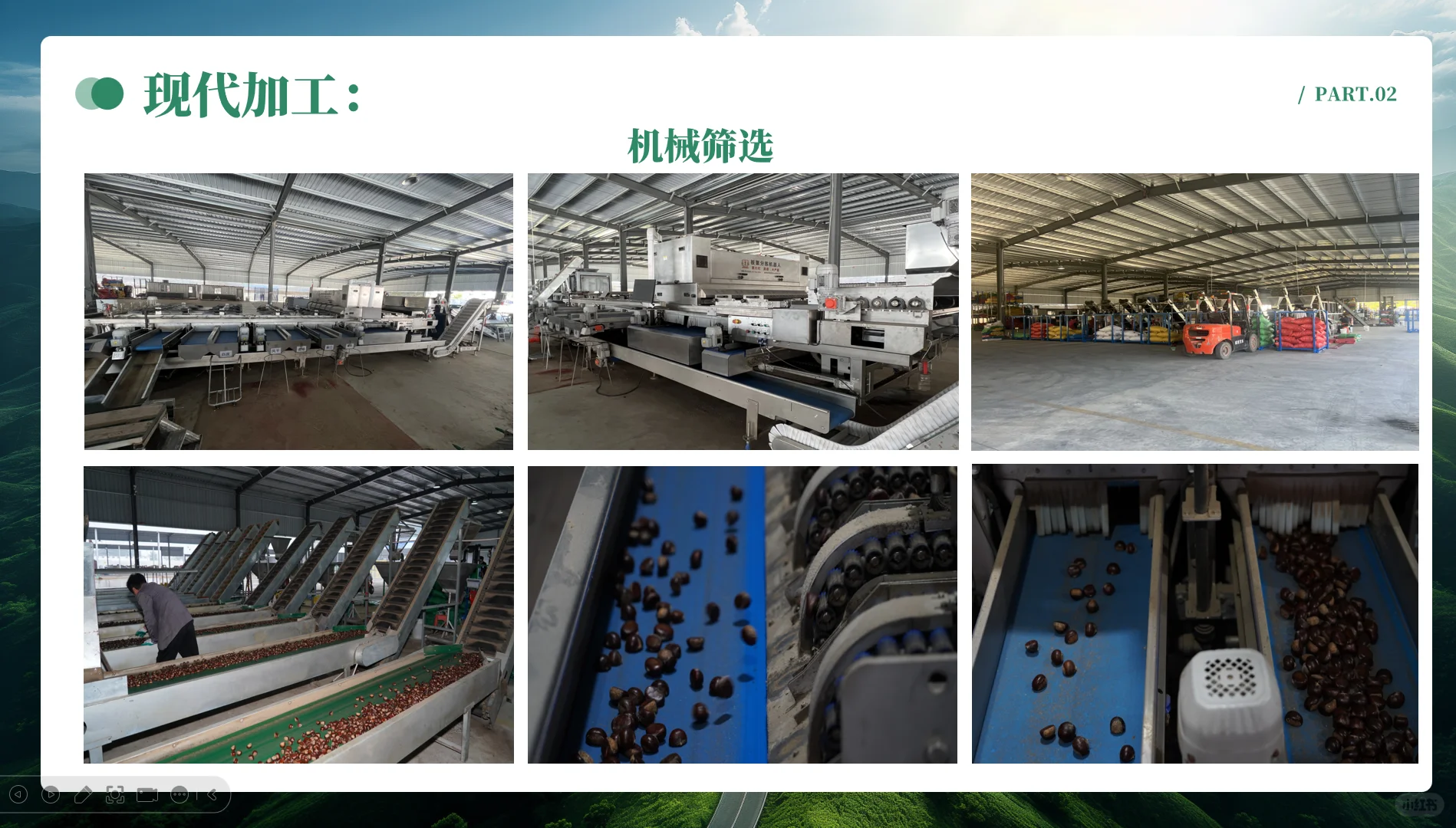 中国板栗工厂、板栗外贸企业