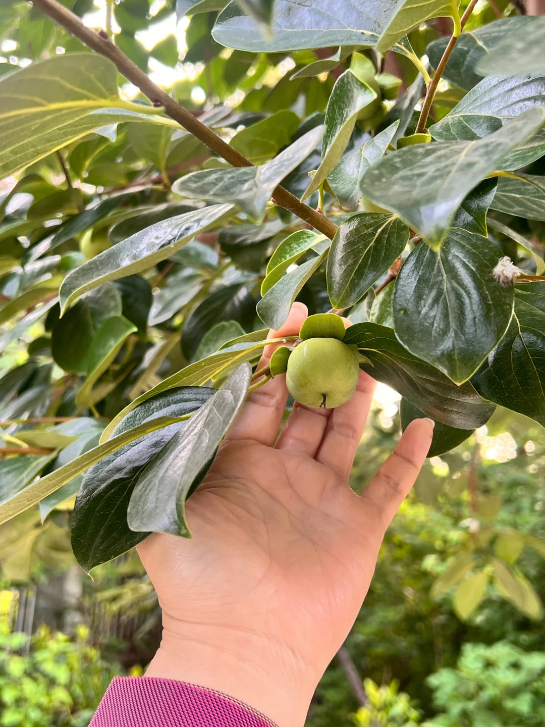 妥妥的梦中情果就它了?????