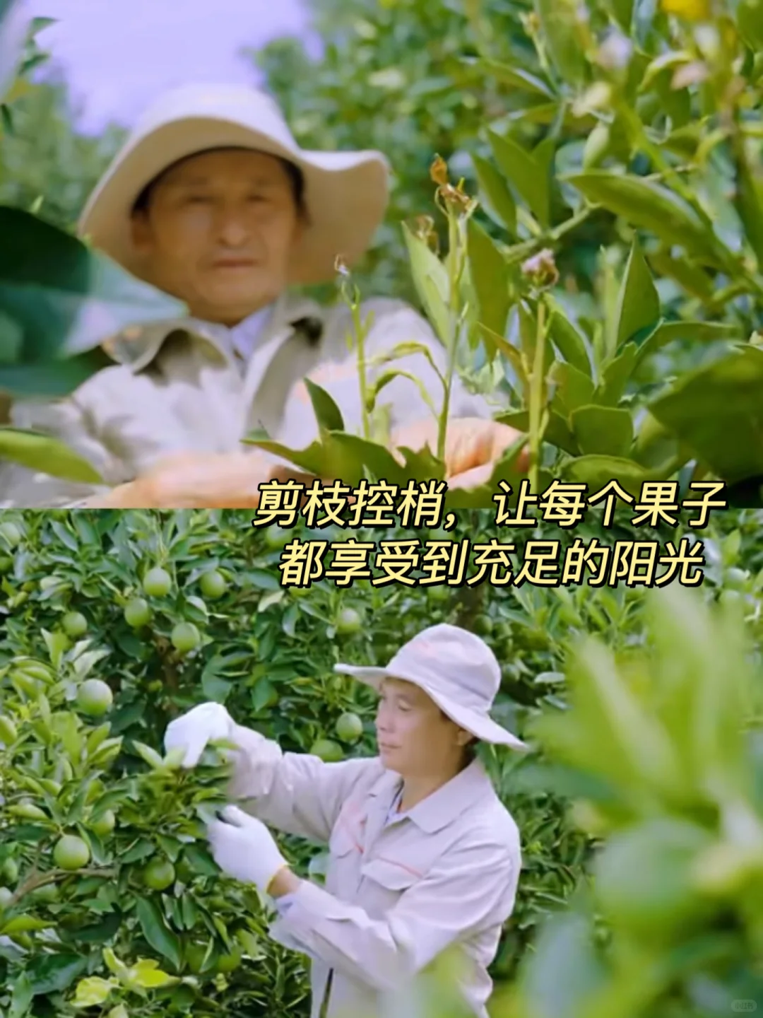 2月还是花苞，11月甜到炸裂?