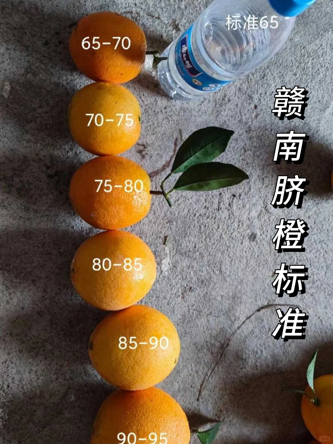 超大果脐橙？实则超坑人！?不要再上当啦