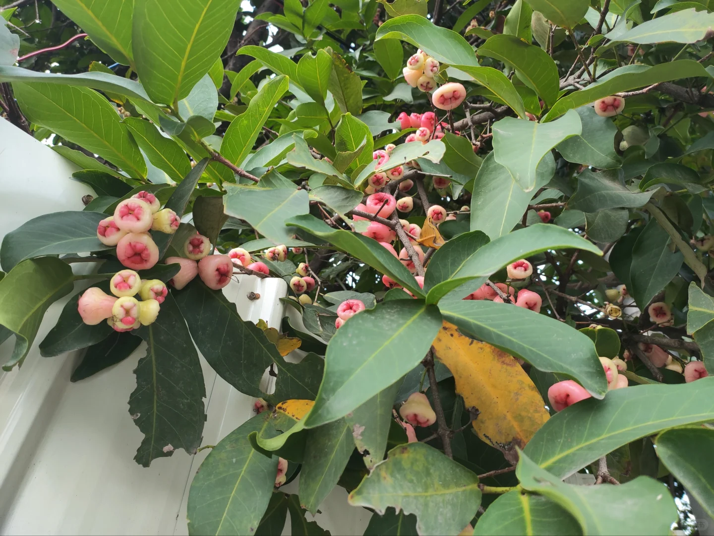 自家果园，硕果累累丰收的喜悦