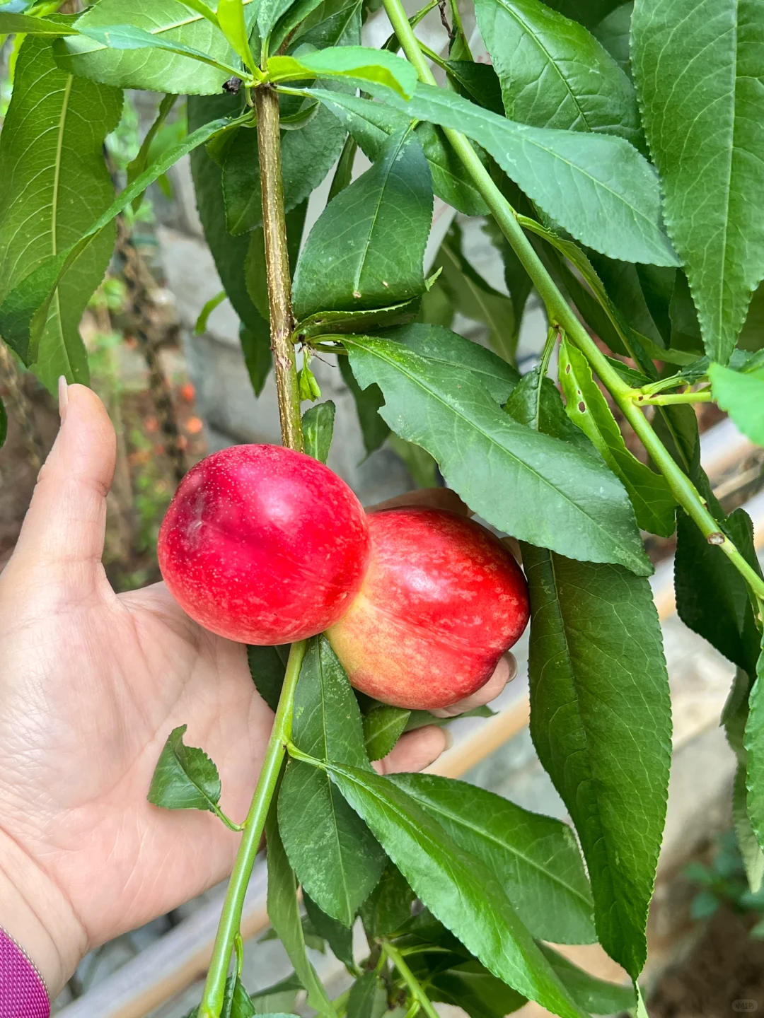 妥妥的梦中情果就它了?????