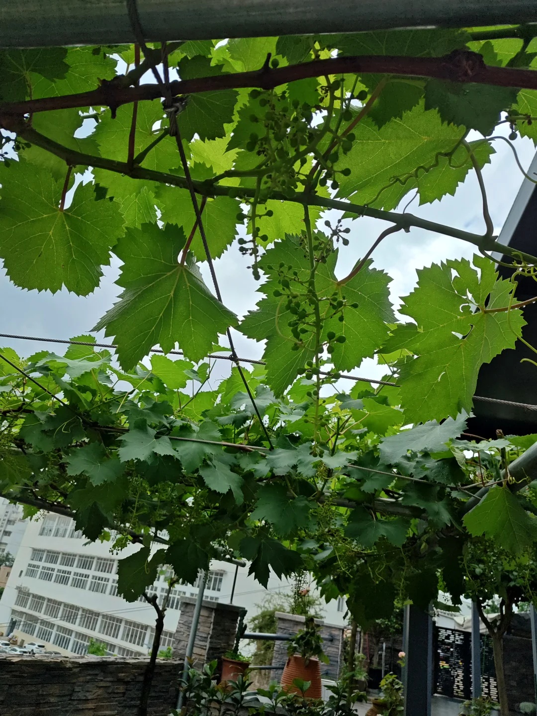 春天种树，秋天收果