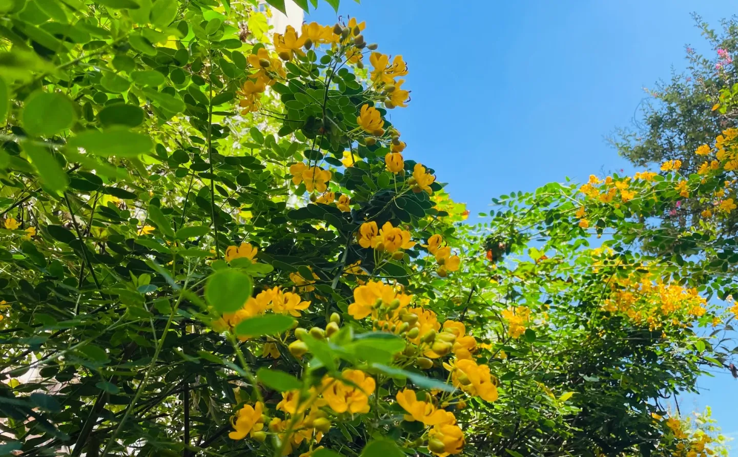 给孩子们的秋季水果图鉴