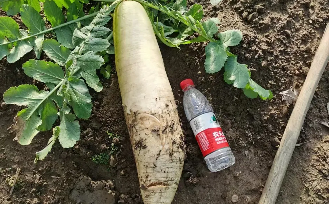 愿意帮我卖草莓有提成私信我