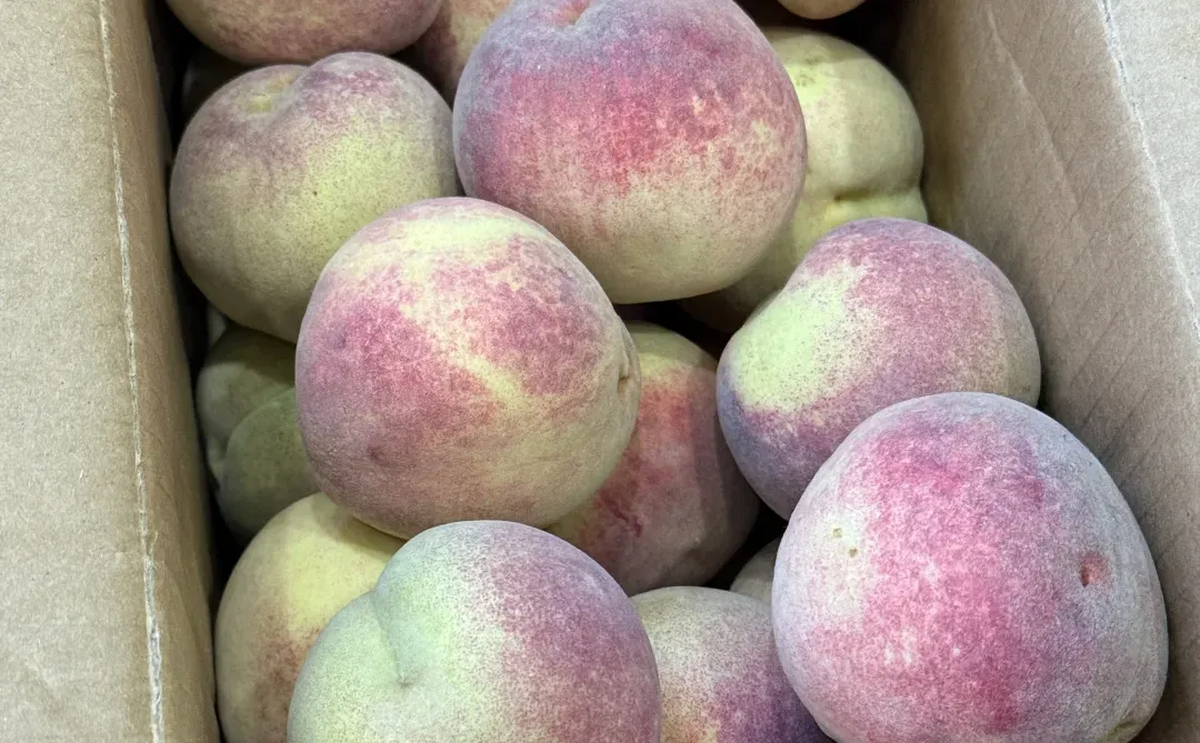 7r一箱！7r一箱！7r一箱！脆甜冬桃?！