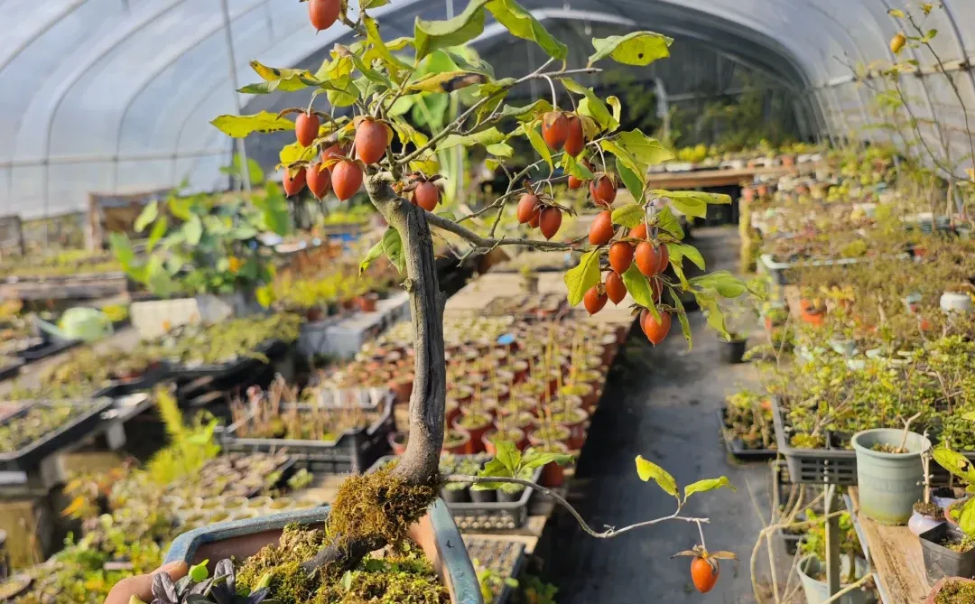 果满枝头，丰收咯