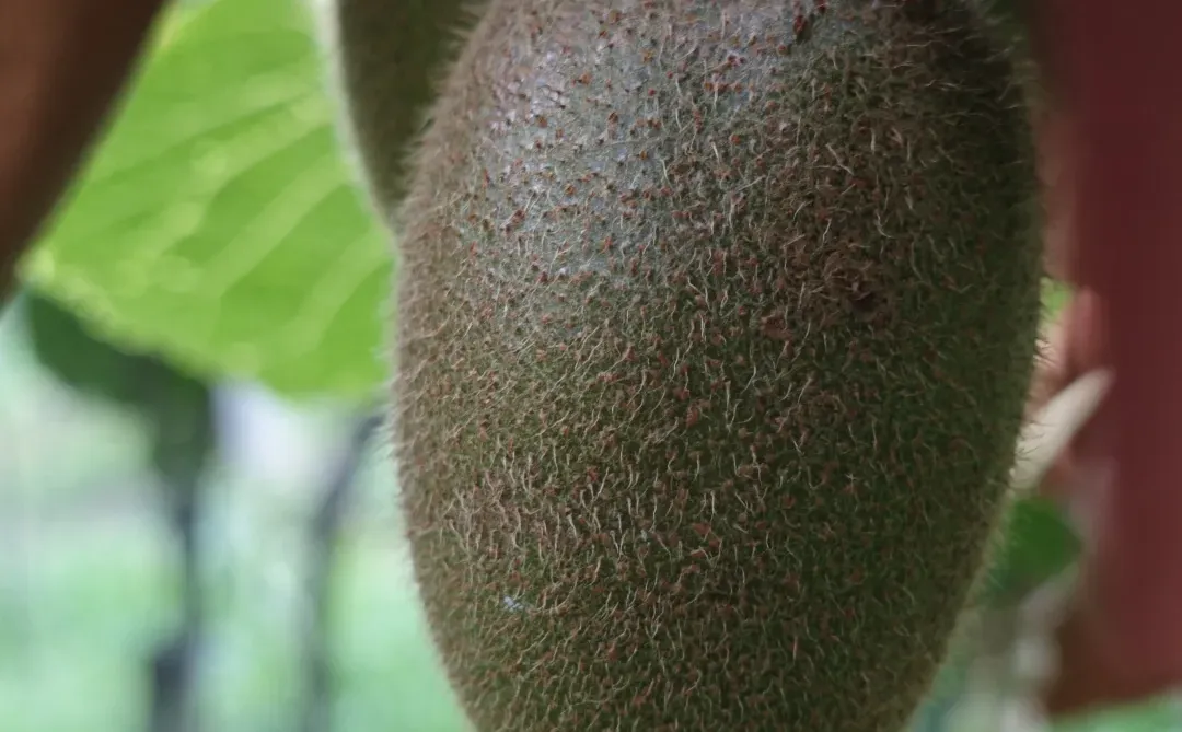 秋天是猕猴桃的季节?