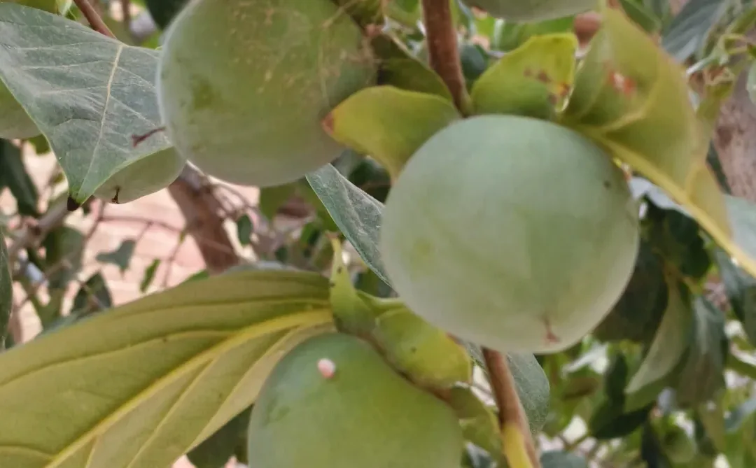 大枣，苹果，柿子