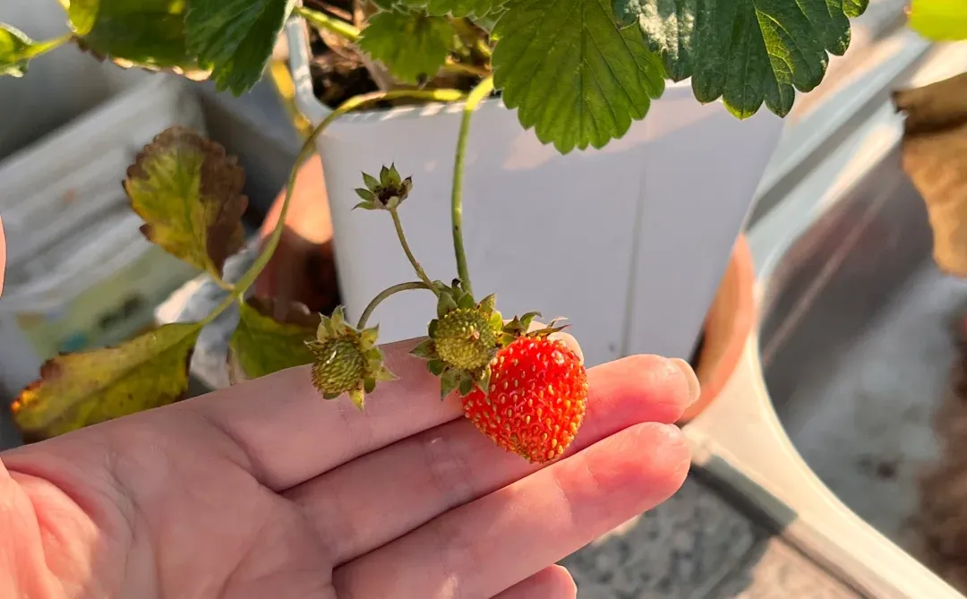 妥妥的梦中情果就它了?????