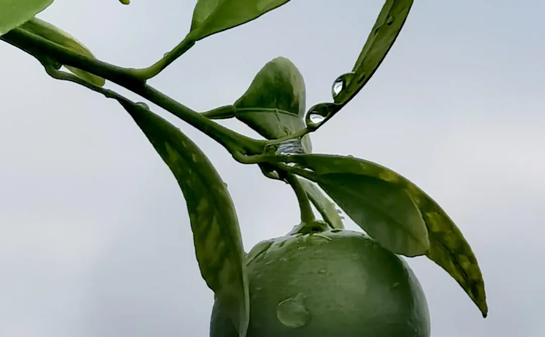 亲手栽种的水果丰收在望！