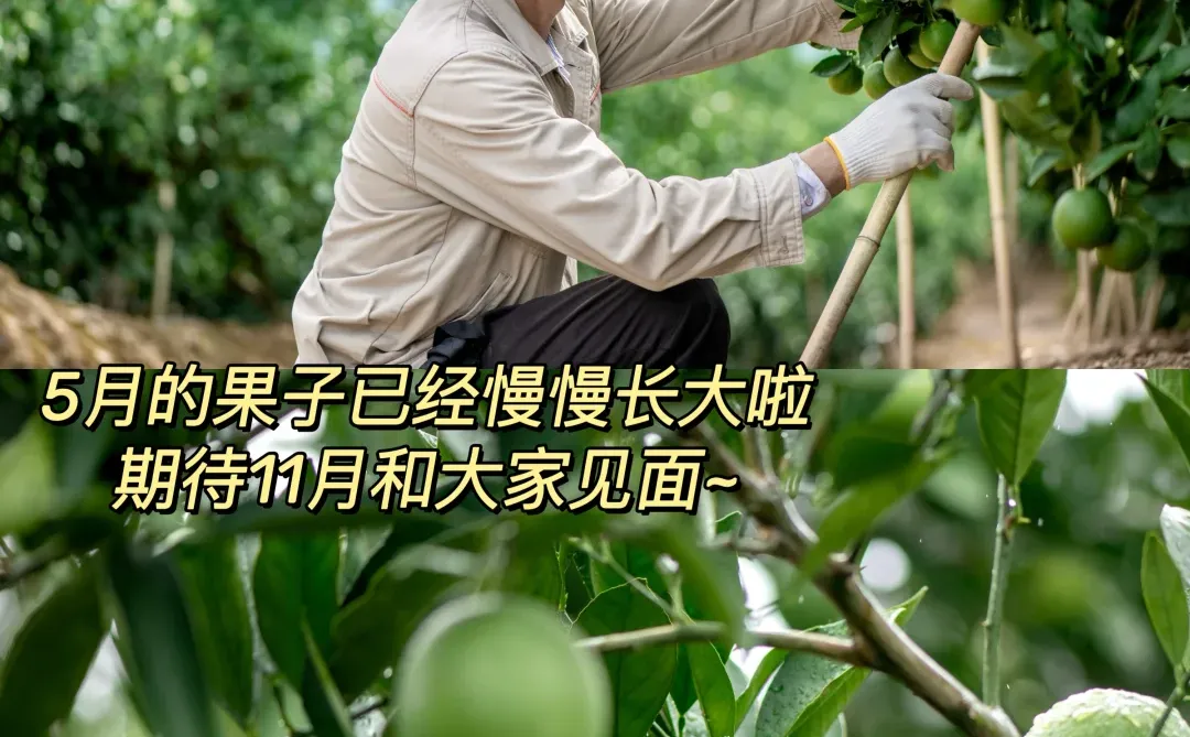 2月还是花苞，11月甜到炸裂?