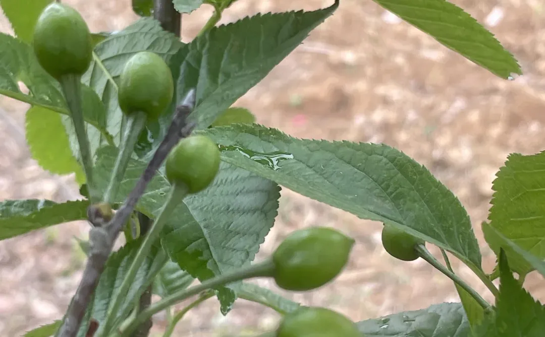 我家小果园，品种越来越丰富了