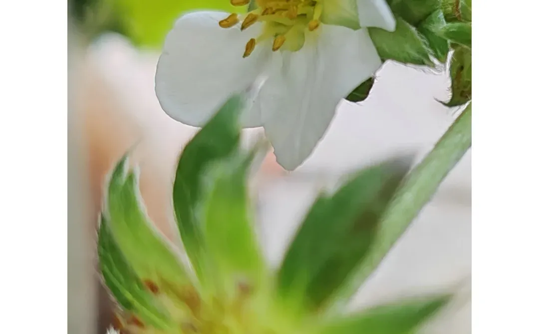 今天阳台农场小收获，这种水果90%人没吃过