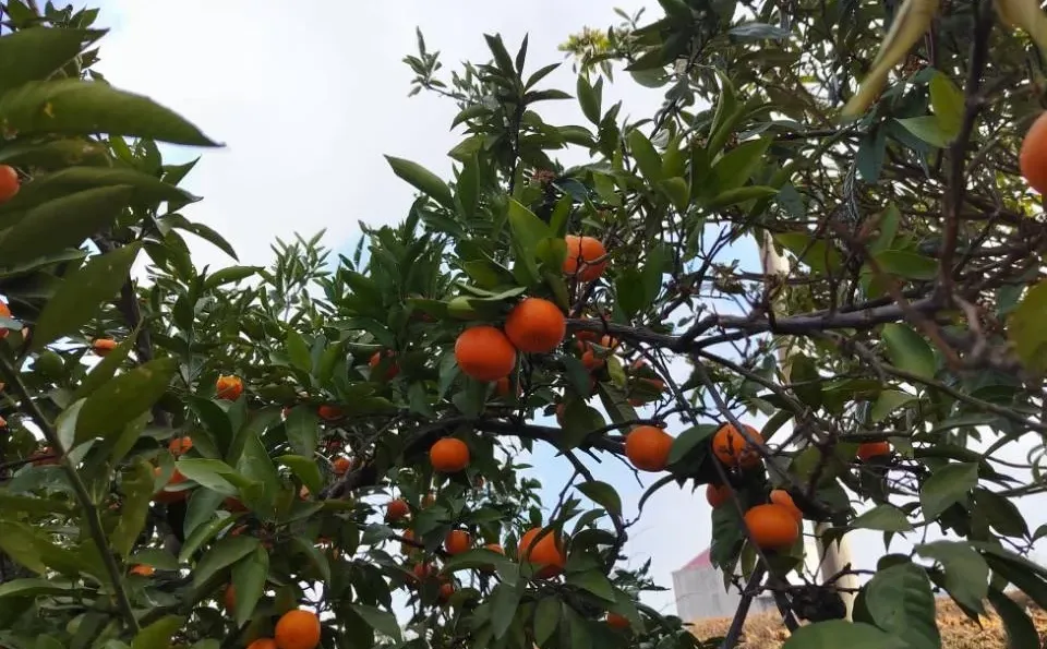 景观果树