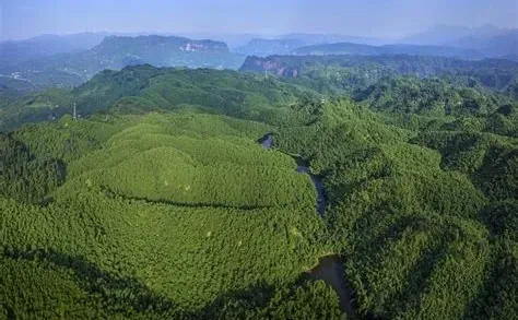 林业碳汇