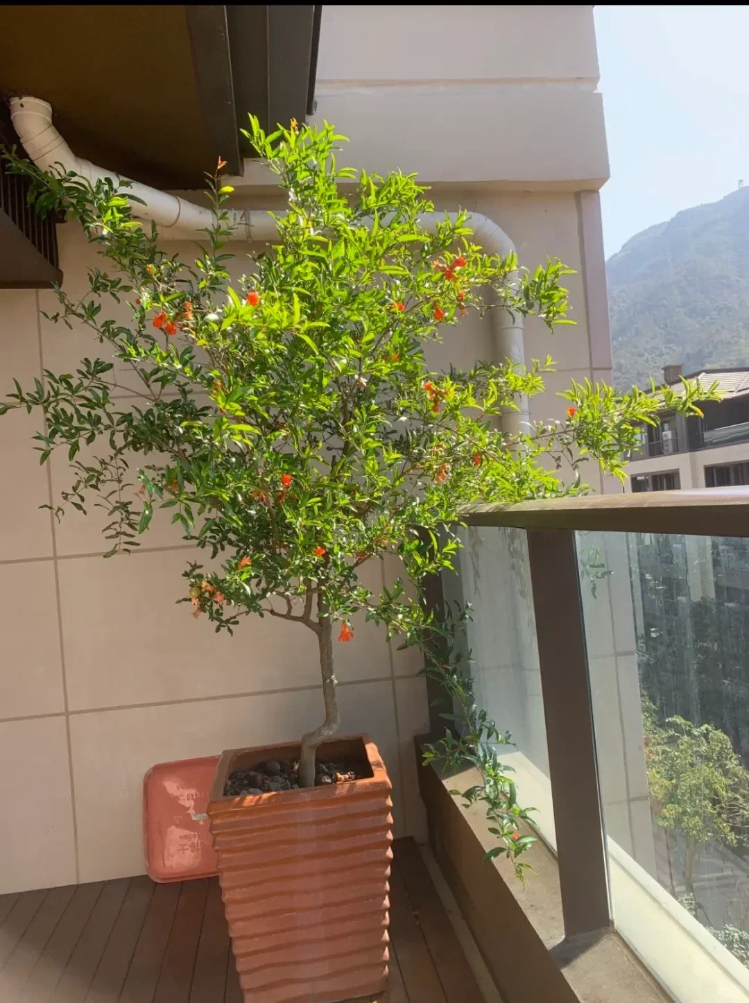 阳台就能种的8种水果，好看又好养，果子压弯