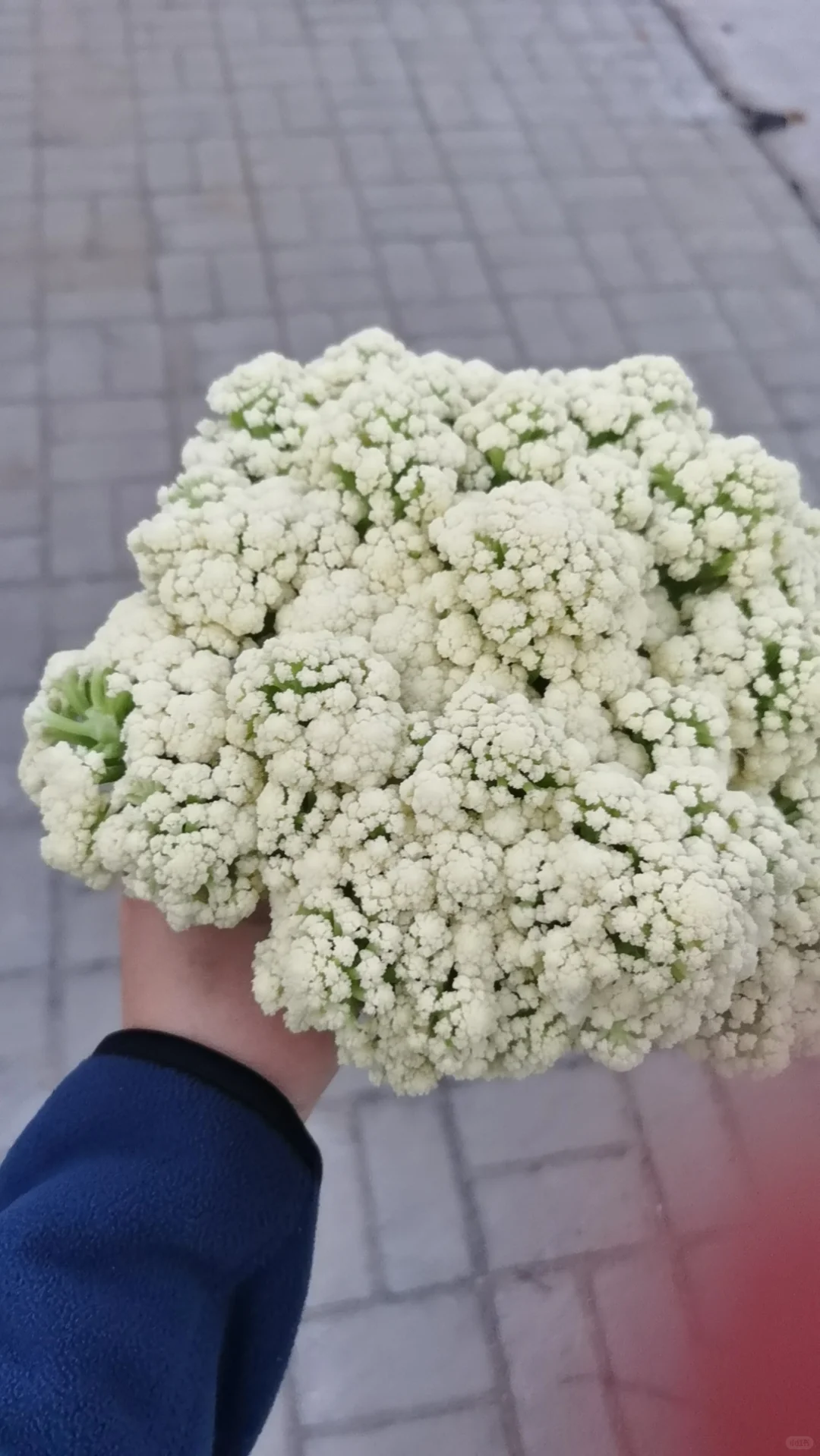 愿意帮我卖草莓有提成私信我