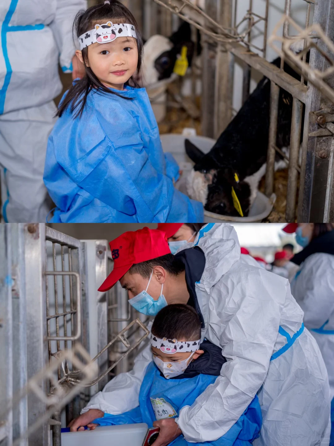 好一多牧场开放日！带娃探秘贵阳奶牛王国?