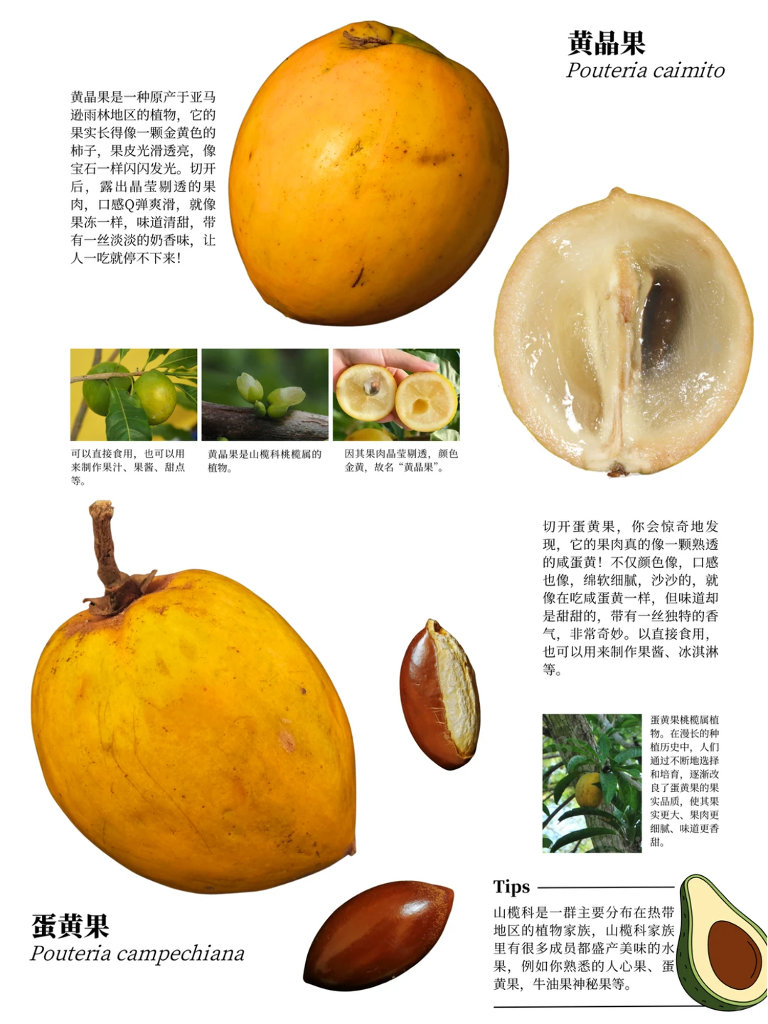 西双版纳遛娃攻略：去品尝热带的水果吧?