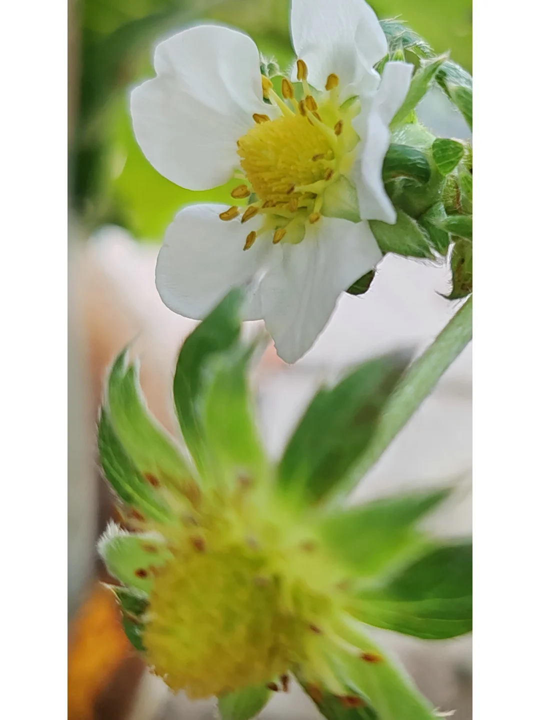 今天阳台农场小收获，这种水果90%人没吃过