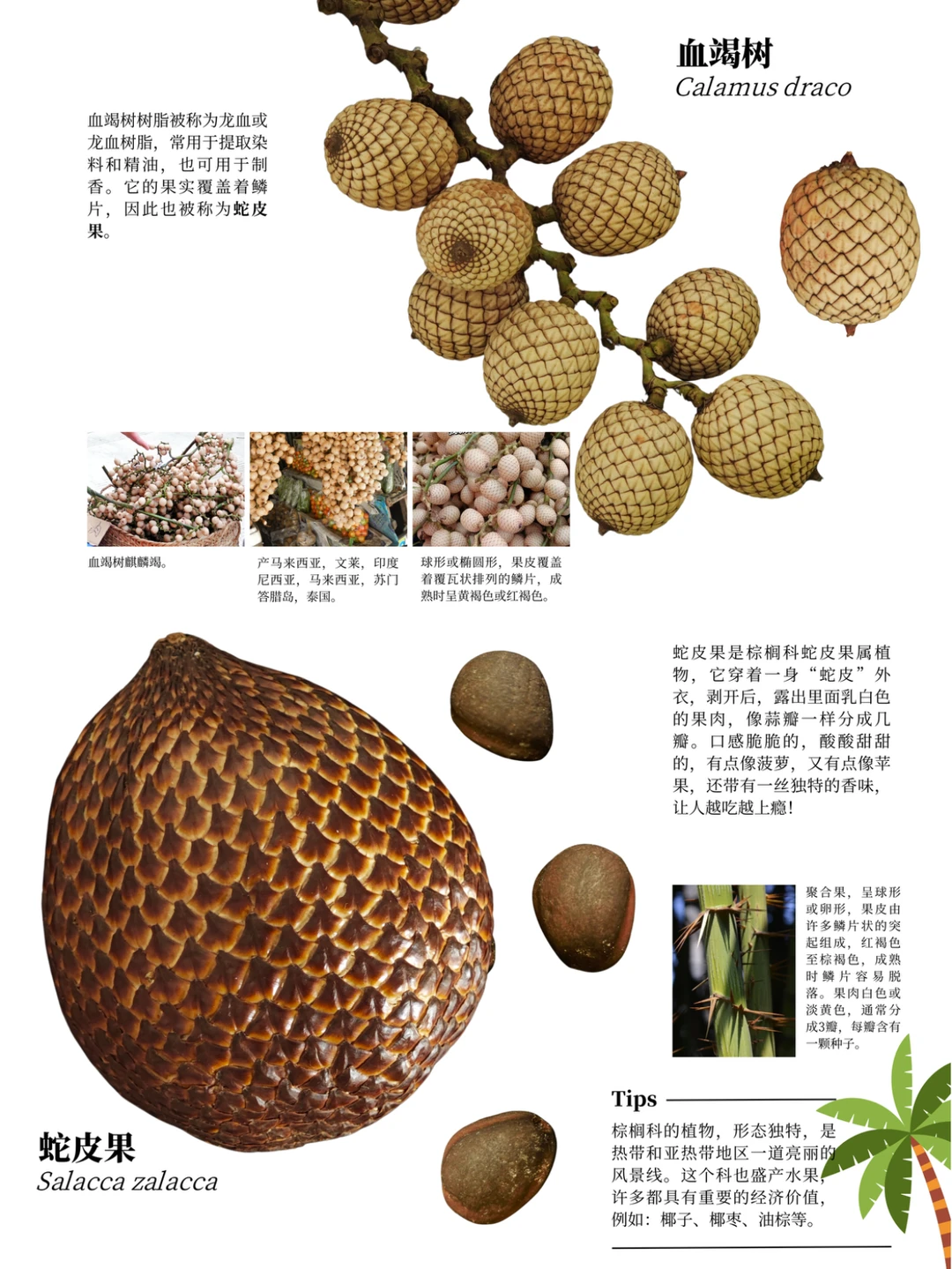 西双版纳遛娃攻略：去品尝热带的水果吧?