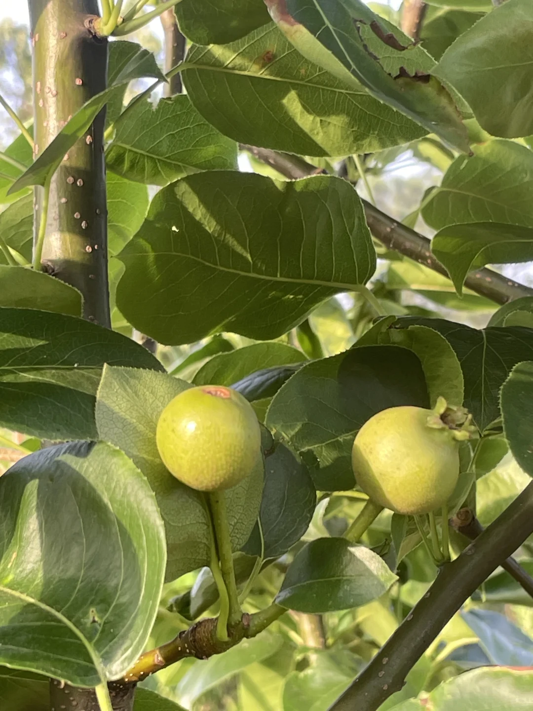 我家小果园，品种越来越丰富了