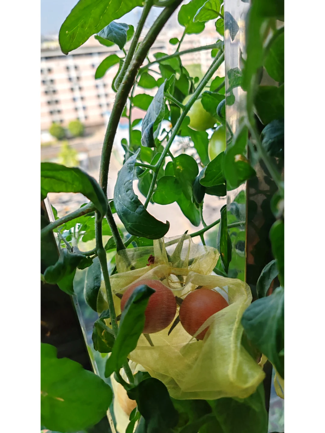 今天阳台农场小收获，这种水果90%人没吃过