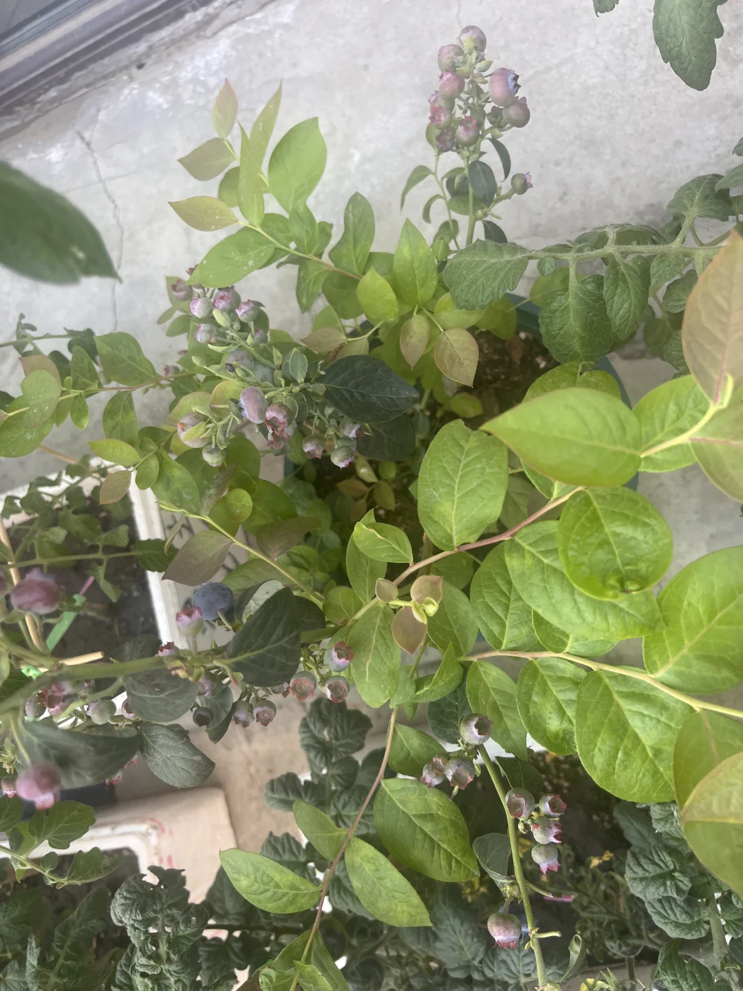 实现蓝莓自由了