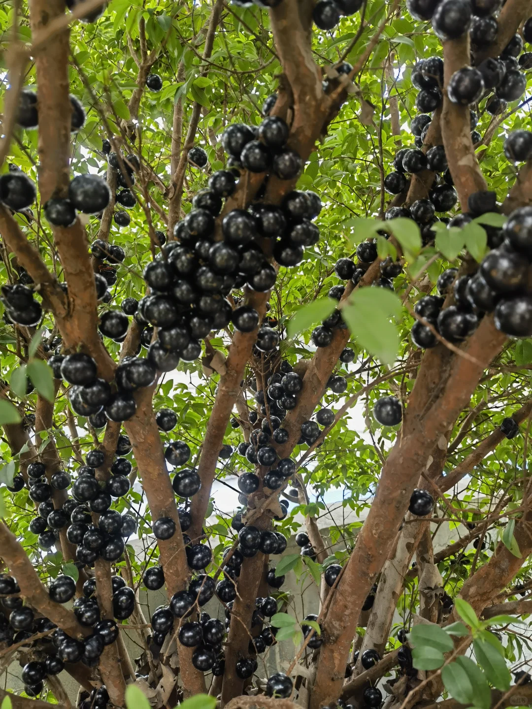 亲手栽种的水果丰收在望！
