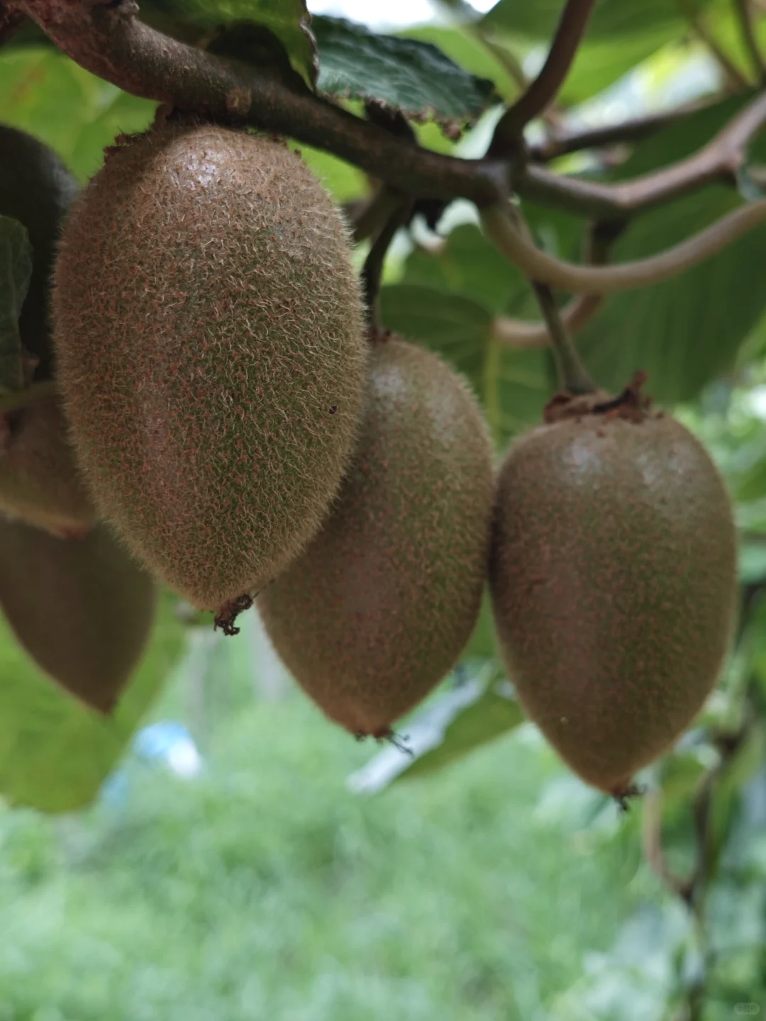 秋天是猕猴桃的季节?