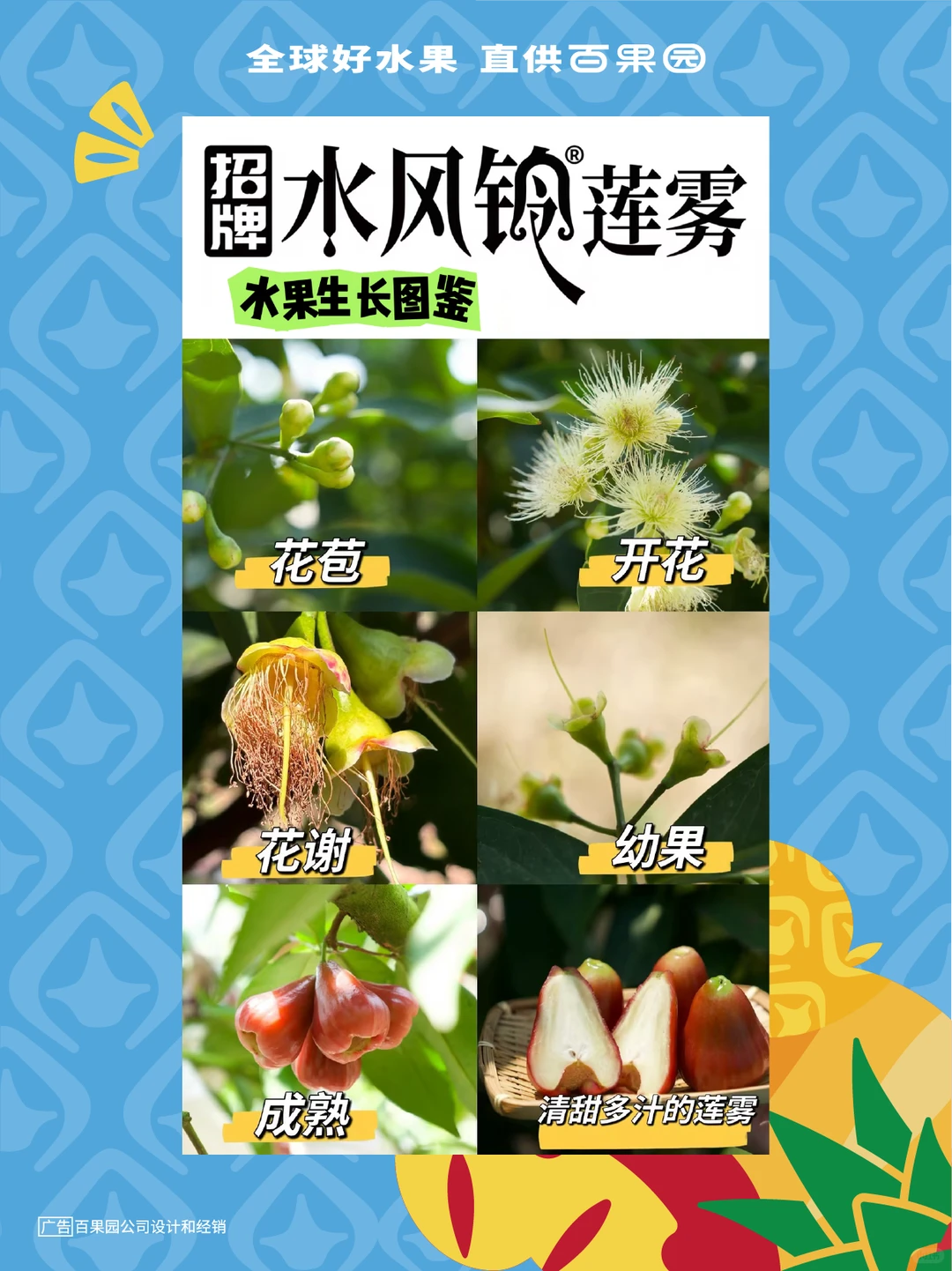 《百果园招牌水果生长图鉴》