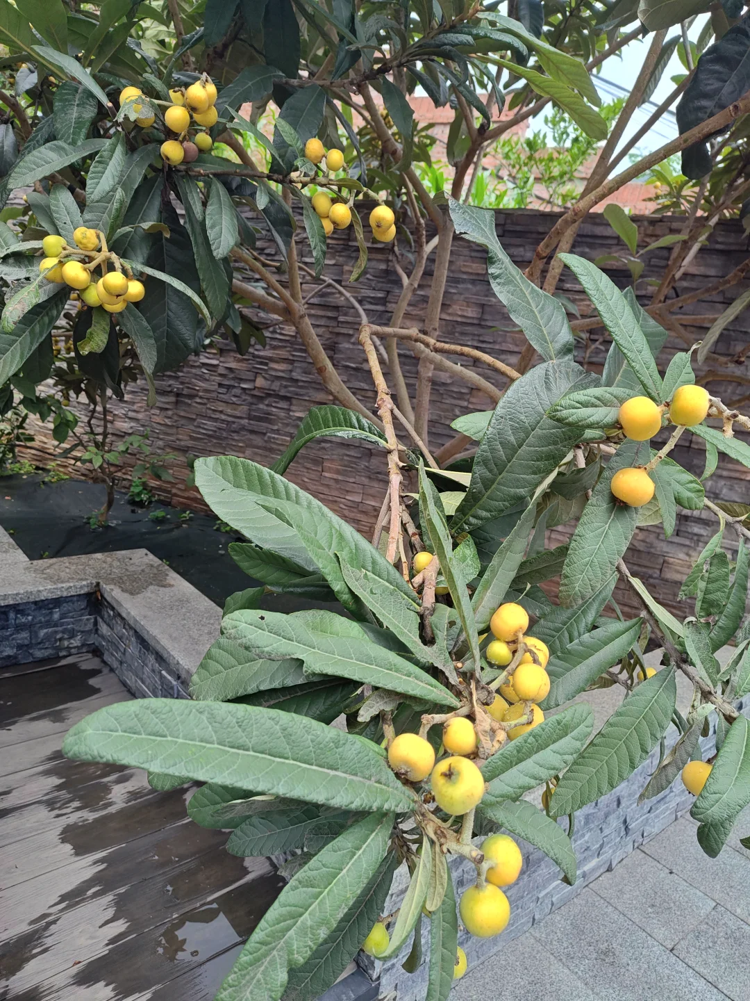 春天种树，秋天收果