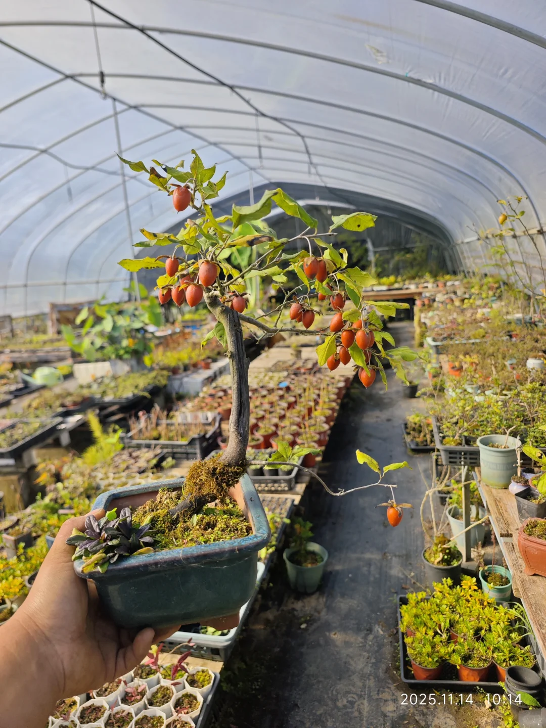 果满枝头，丰收咯