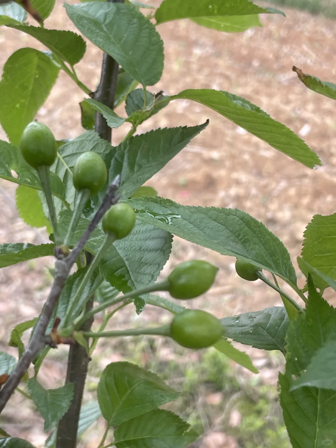 我家小果园，品种越来越丰富了