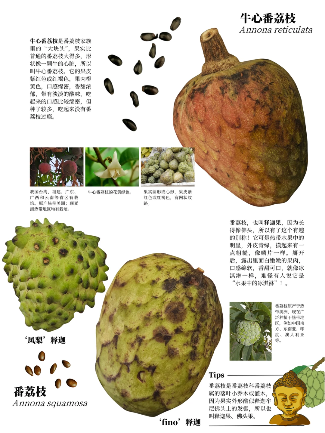 西双版纳遛娃攻略：去品尝热带的水果吧?