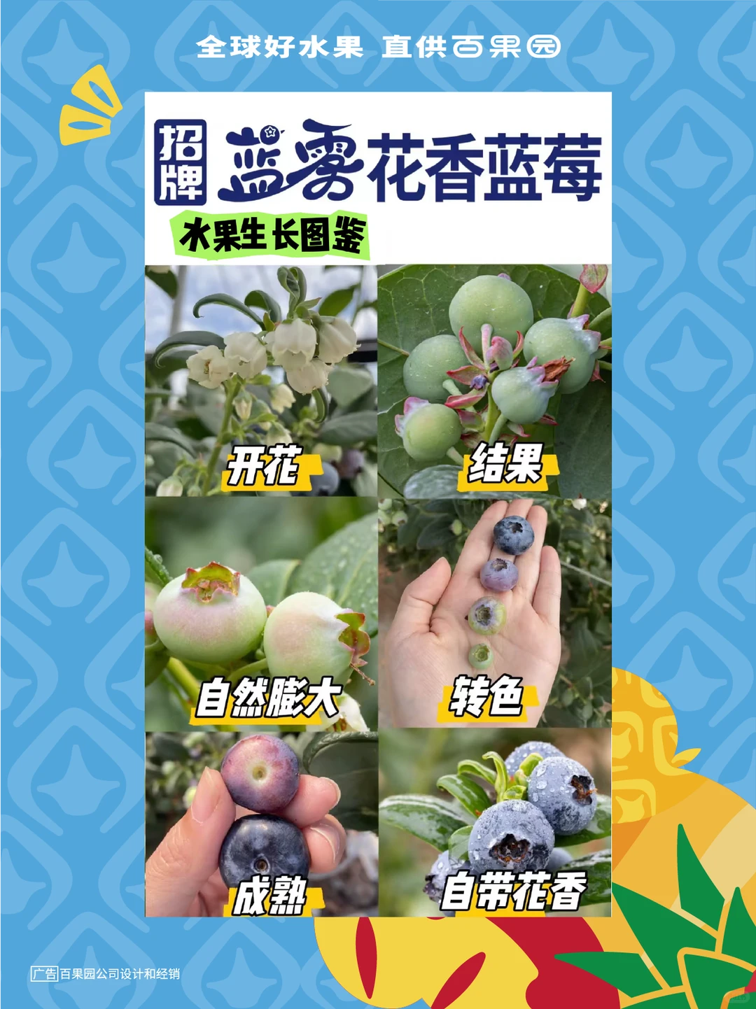 《百果园招牌水果生长图鉴》