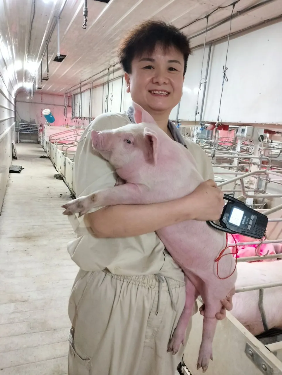 从负债到逆袭！get牧原养猪大姐的励志人生~