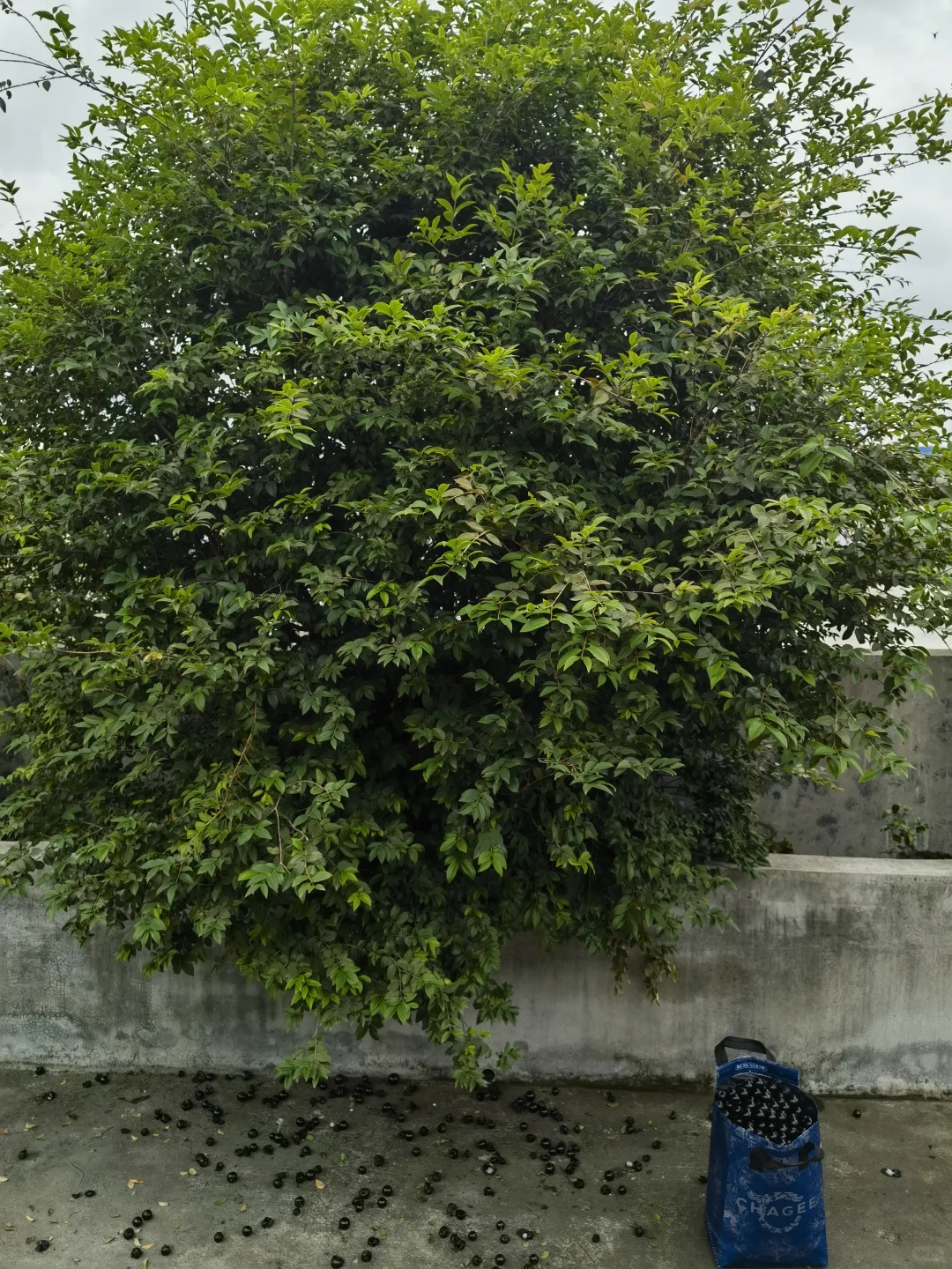 亲手栽种的水果丰收在望！