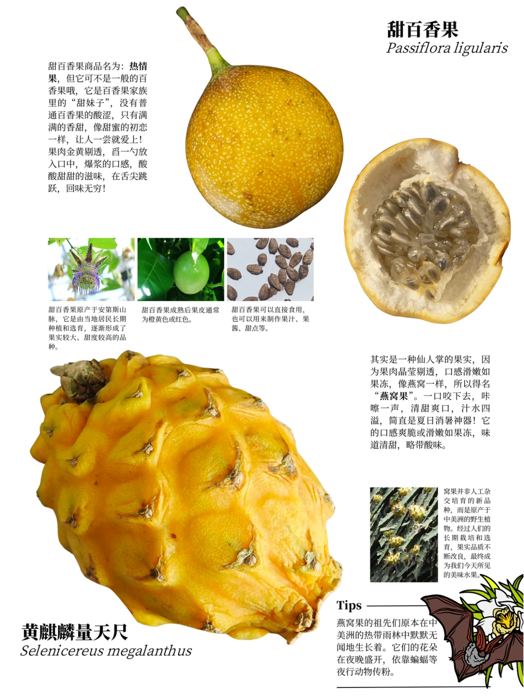 西双版纳遛娃攻略：去品尝热带的水果吧?