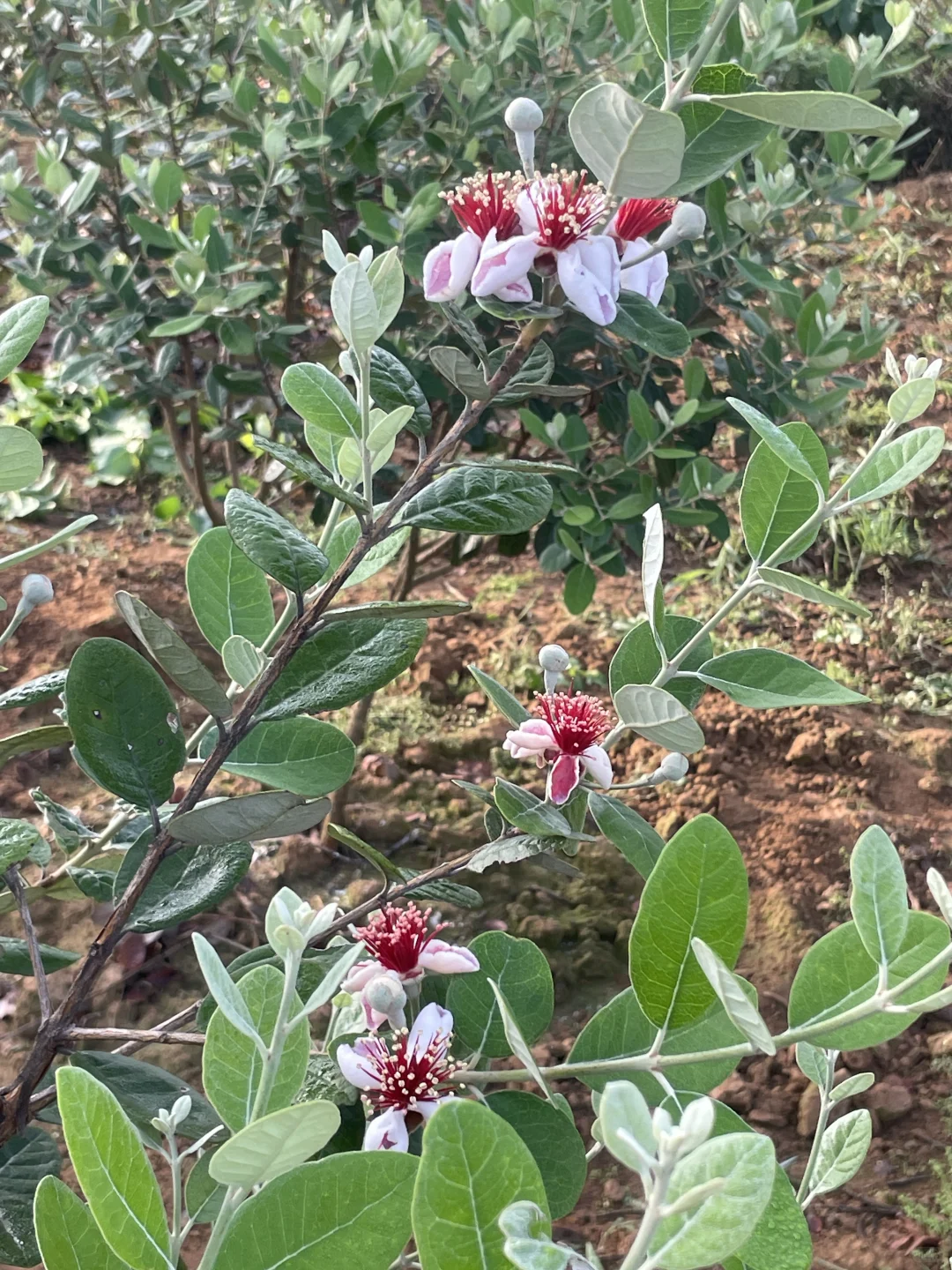 我家小果园，品种越来越丰富了