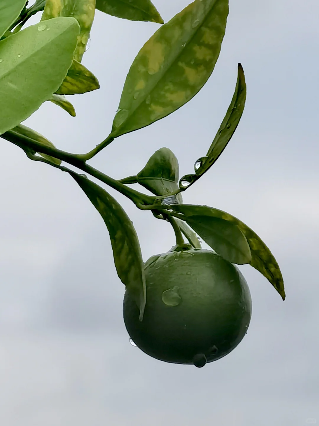 亲手栽种的水果丰收在望！