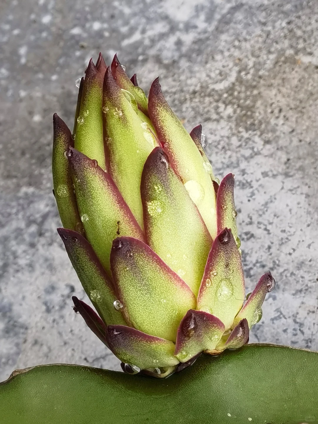 亲手栽种的水果丰收在望！