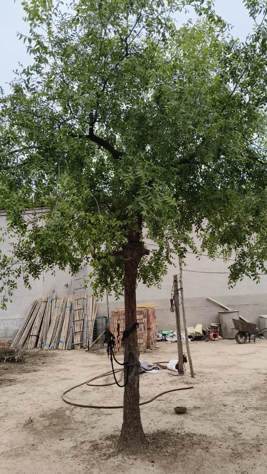 大枣，苹果，柿子