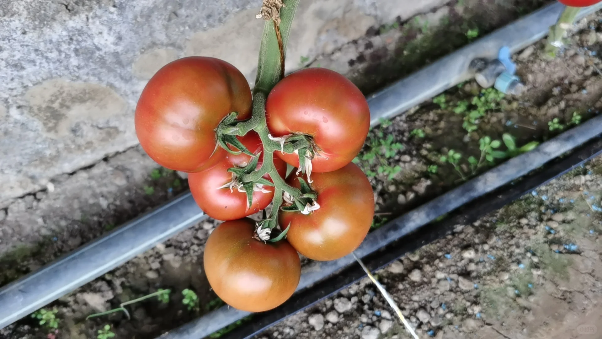 愿意帮我卖草莓有提成私信我