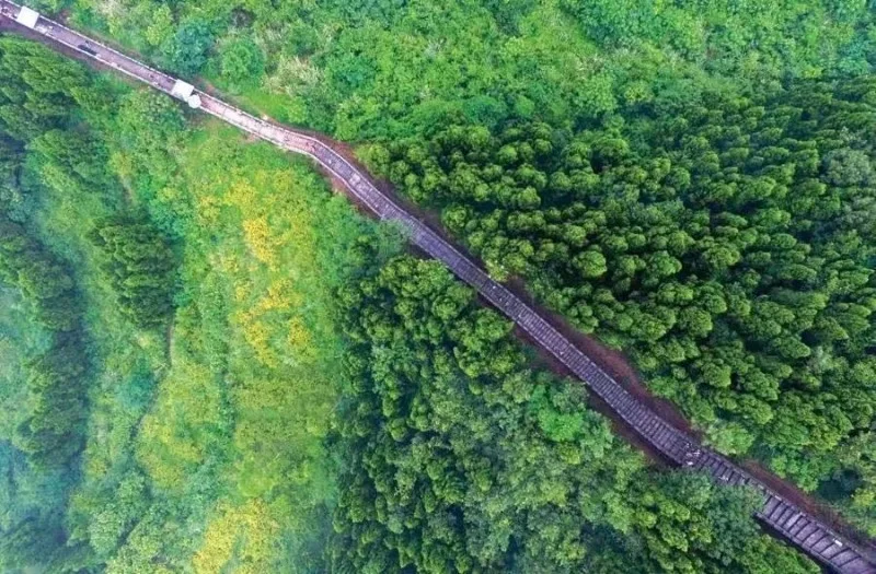 林业碳汇