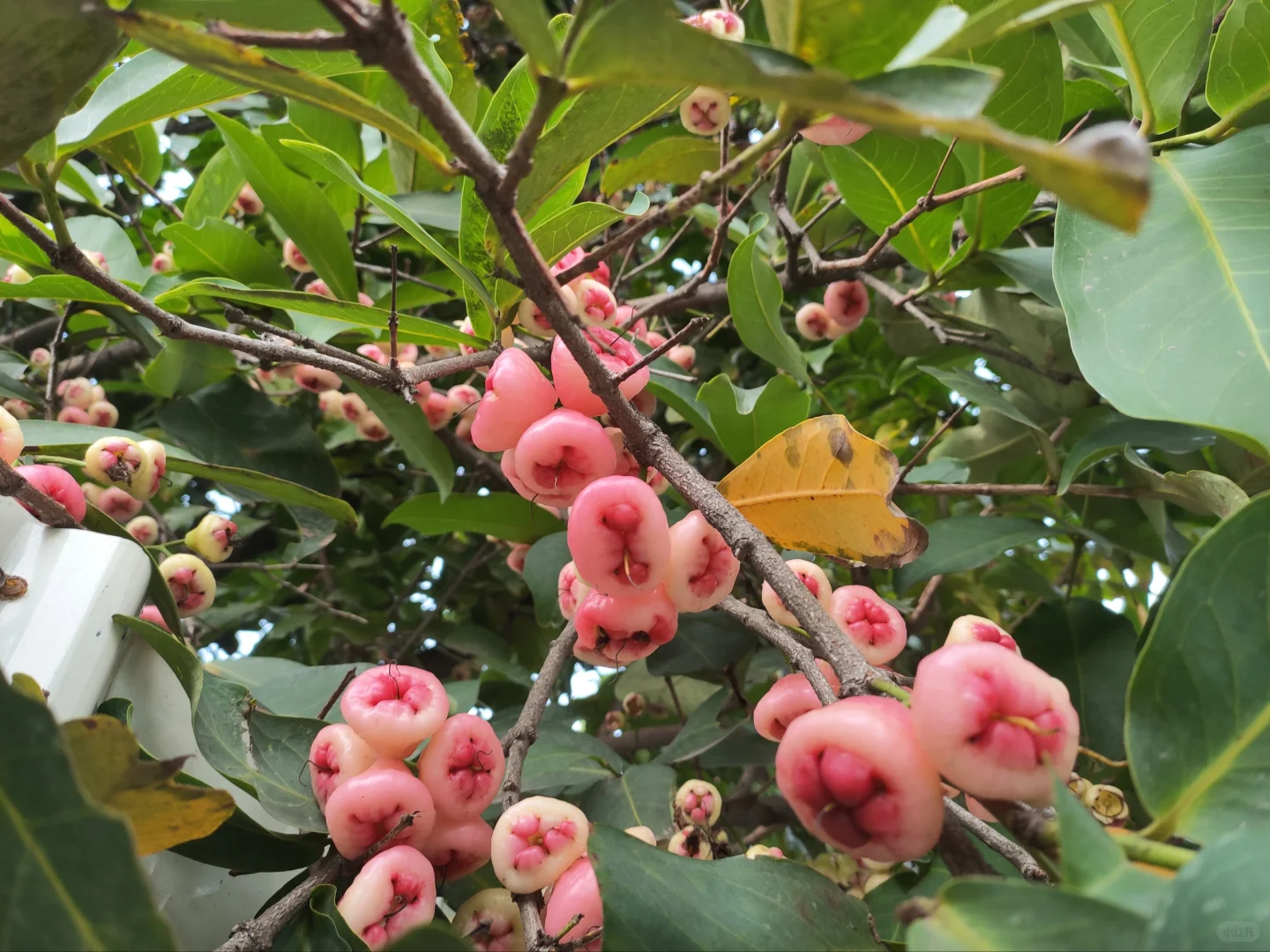 自家果园，硕果累累丰收的喜悦