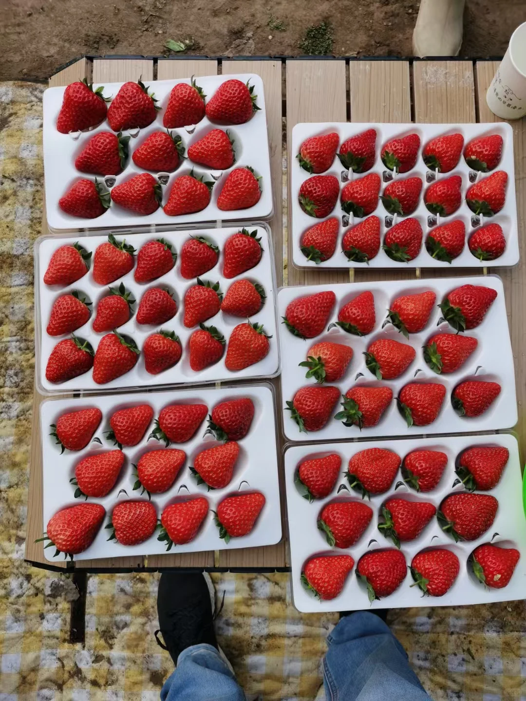 愿意帮我卖草莓有提成私信我